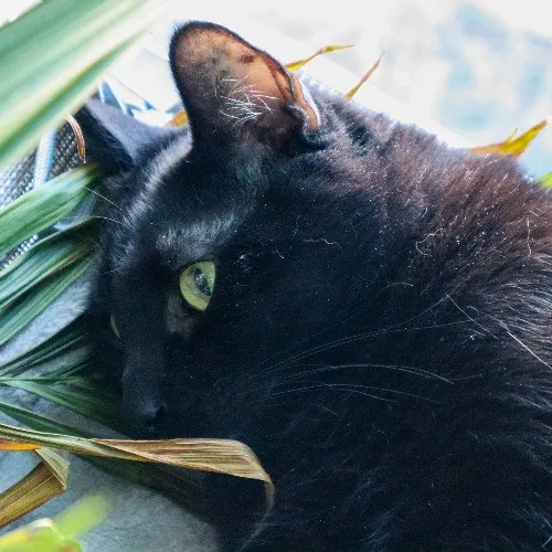 The Purr-Fect Cat Sitter For You