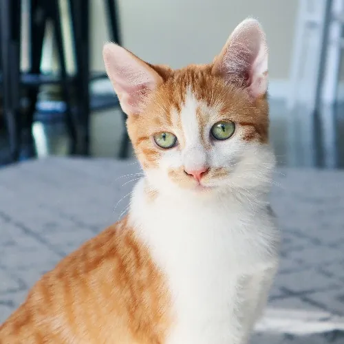 The Purr-Fect Cat Sitter For You