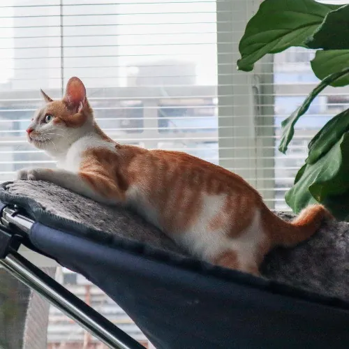 The Purr-Fect Cat Sitter For You