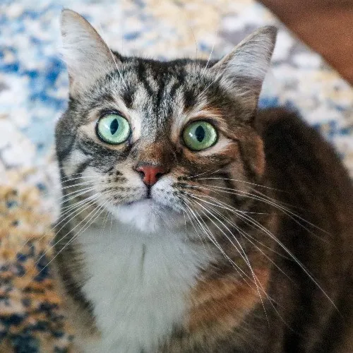 The Purr-Fect Cat Sitter For You