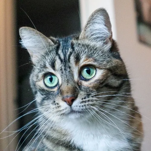 The Purr-Fect Cat Sitter For You