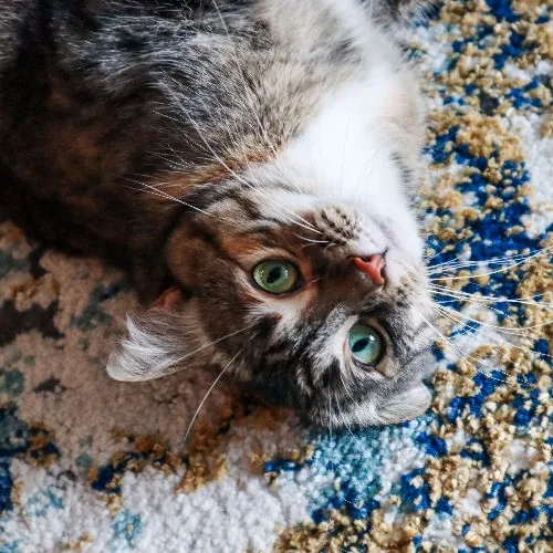 The Purr-Fect Cat Sitter For You