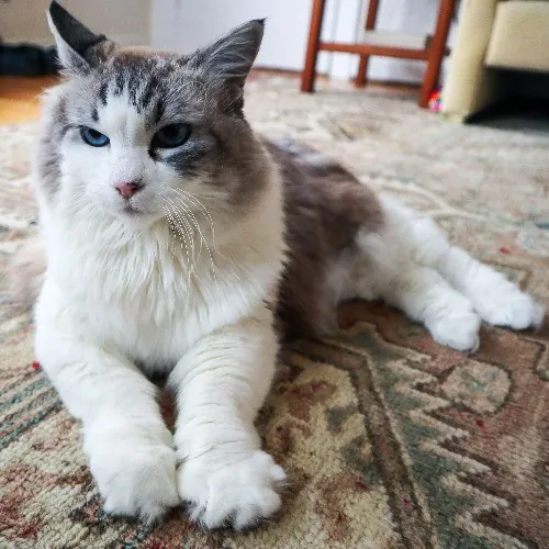 The Purr-Fect Cat Sitter For You