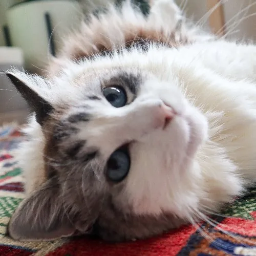 The Purr-Fect Cat Sitter For You