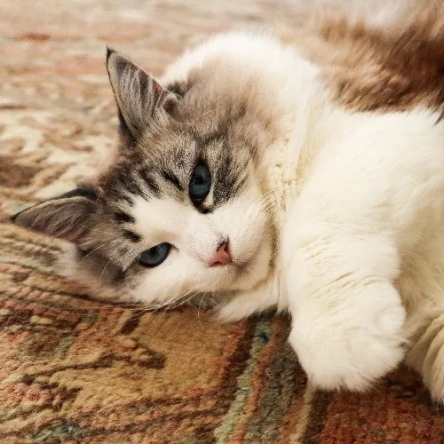 The Purr-Fect Cat Sitter For You