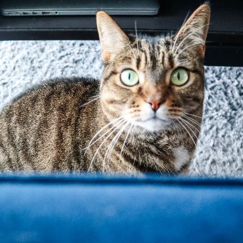 The Purr-Fect Cat Sitter For You