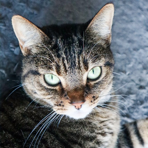 The Purr-Fect Cat Sitter For You