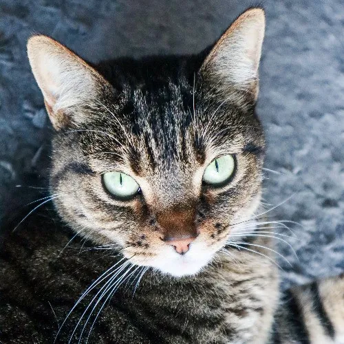 The Purr-Fect Cat Sitter For You