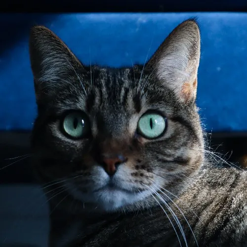 The Purr-Fect Cat Sitter For You