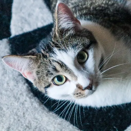 The Purr-Fect Cat Sitter For You