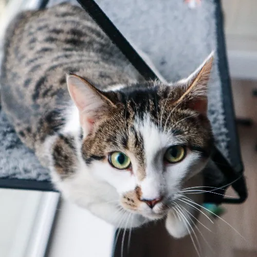 The Purr-Fect Cat Sitter For You