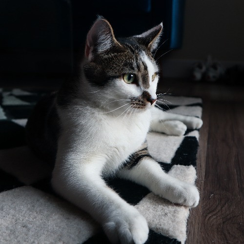 The Purr-Fect Cat Sitter For You