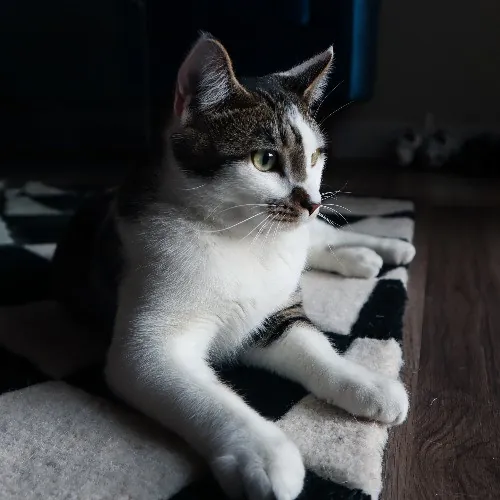 The Purr-Fect Cat Sitter For You