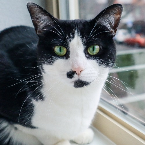 The Purr-Fect Cat Sitter For You