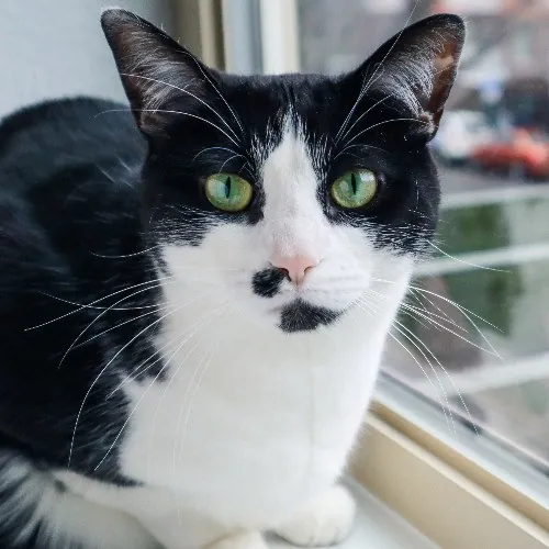 The Purr-Fect Cat Sitter For You