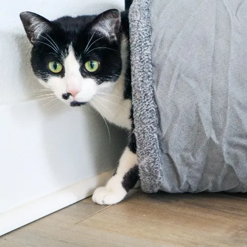 The Purr-Fect Cat Sitter For You