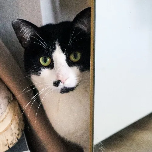 The Purr-Fect Cat Sitter For You