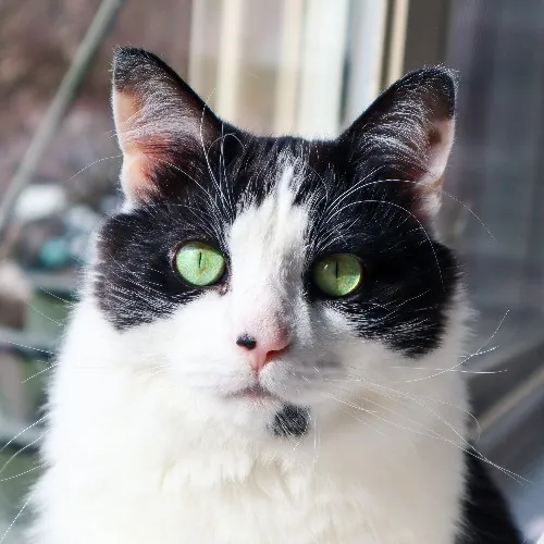 The Purr-Fect Cat Sitter For You