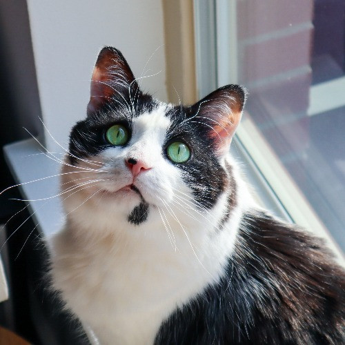 The Purr-Fect Cat Sitter For You