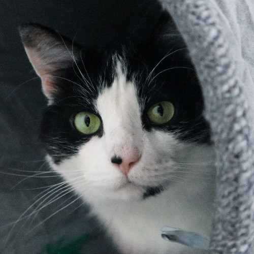 The Purr-Fect Cat Sitter For You