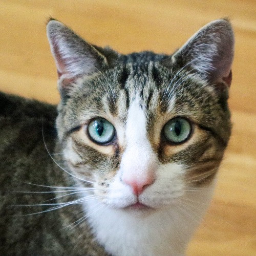 The Purr-Fect Cat Sitter For You
