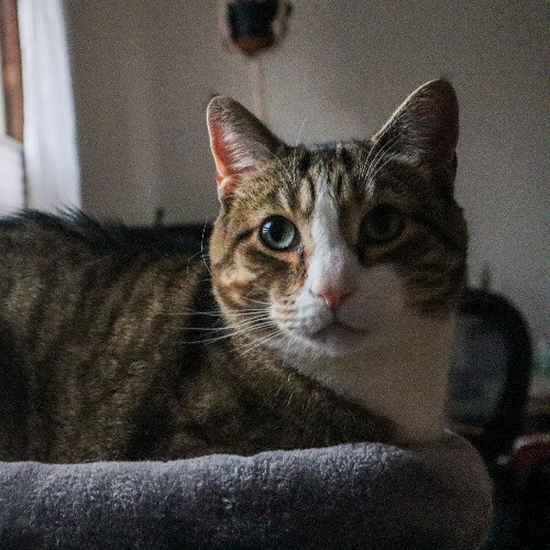 The Purr-Fect Cat Sitter For You photo 3