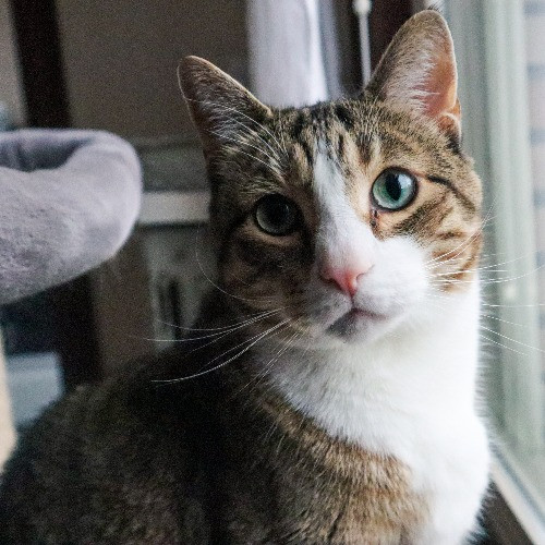 The Purr-Fect Cat Sitter For You photo 2