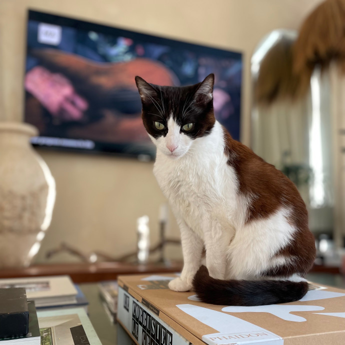 Kelly's South Bay Cat Sitting