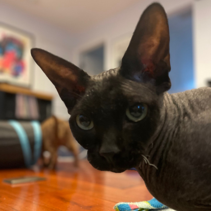 Kelly's South Bay Cat Sitting