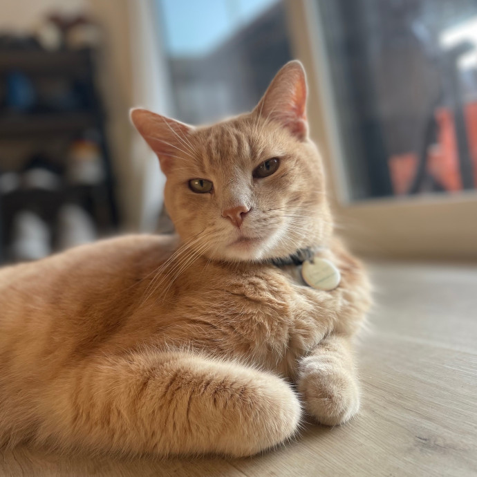 Kelly's South Bay Cat Sitting