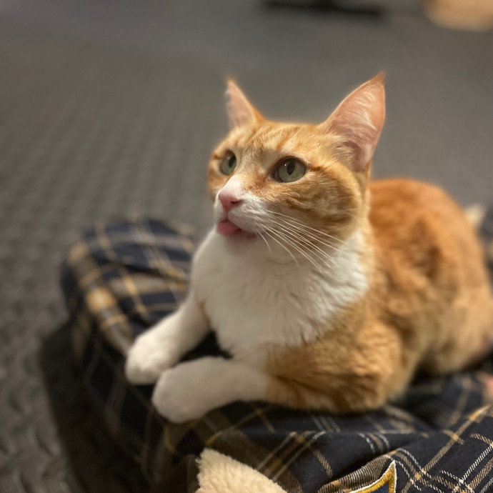 Kelly's South Bay Cat Sitting photo 2