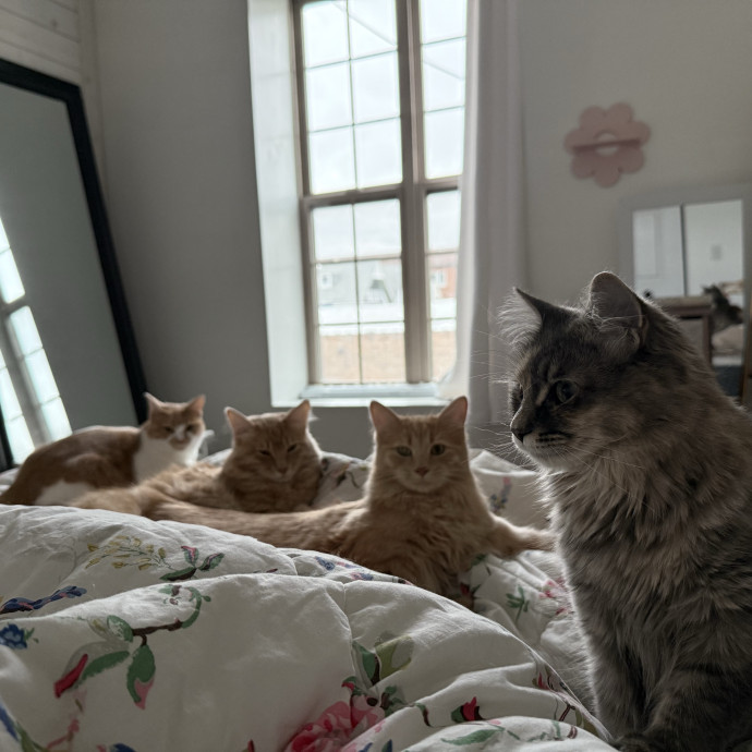 Mama Of 4 Kitties