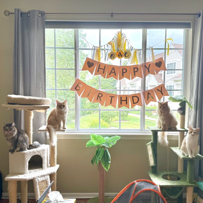 Mama Of 4 Kitties