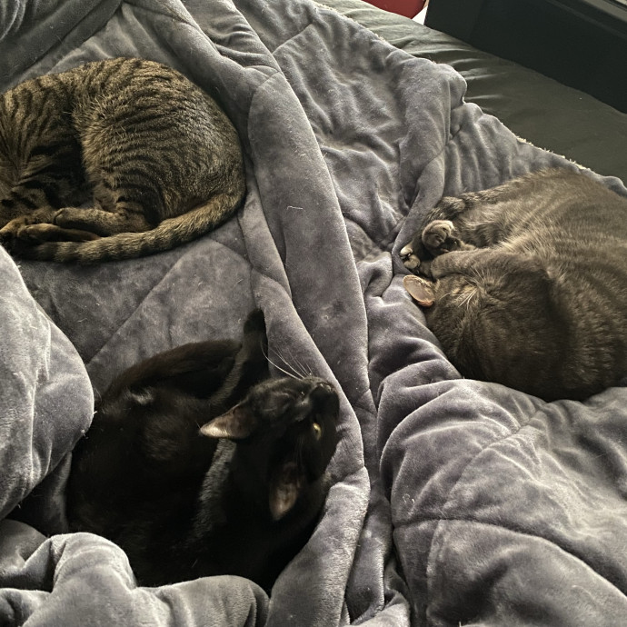 Mama Of 4 Kitties