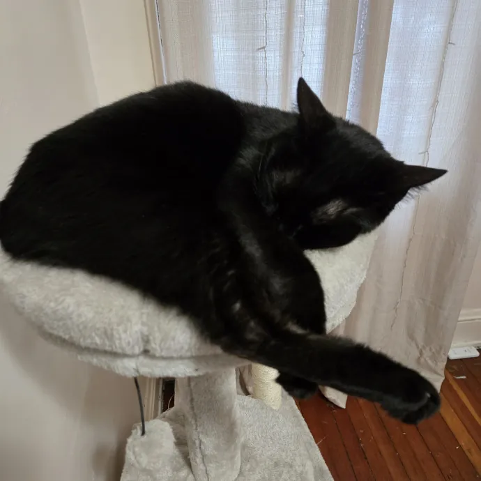 Relax Knowing Your Cat Is In Good Hands