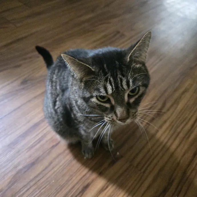 Relax Knowing Your Cat Is In Good Hands