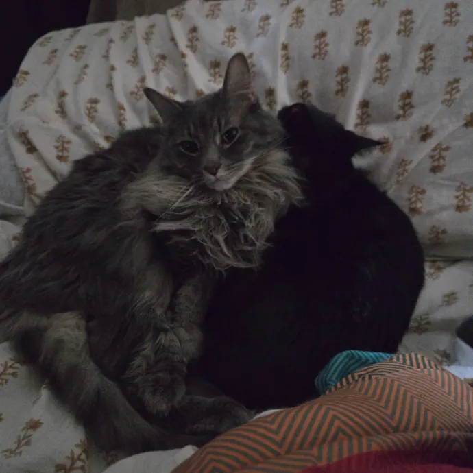 Relax Knowing Your Cat Is In Good Hands photo 4