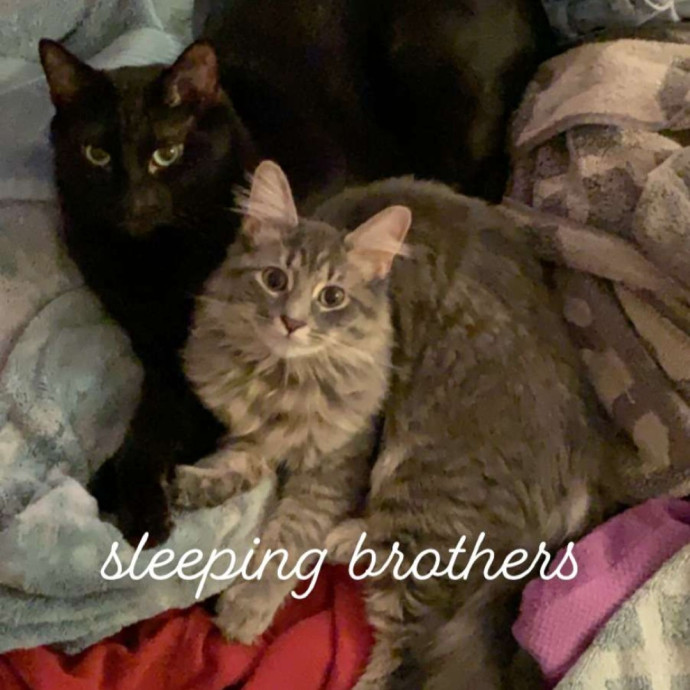 Relax Knowing Your Cat Is In Good Hands photo 3