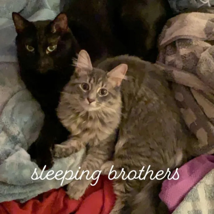 Relax Knowing Your Cat Is In Good Hands photo 3