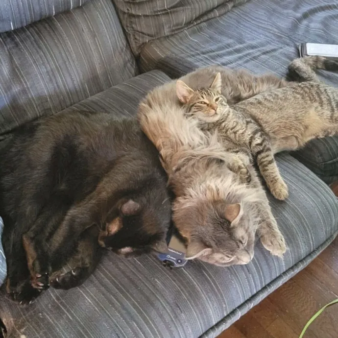 Relax Knowing Your Cat Is In Good Hands photo 2