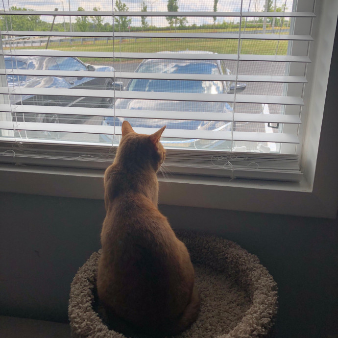 Grey's Sunny Spot Cat Sitting