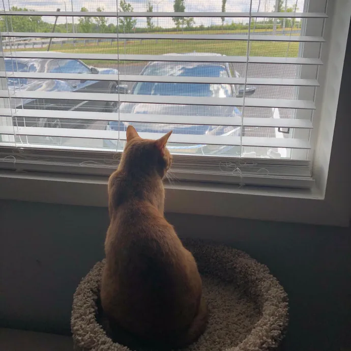 Grey's Sunny Spot Cat Sitting