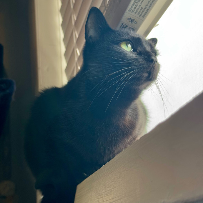 Grey's Sunny Spot Cat Sitting