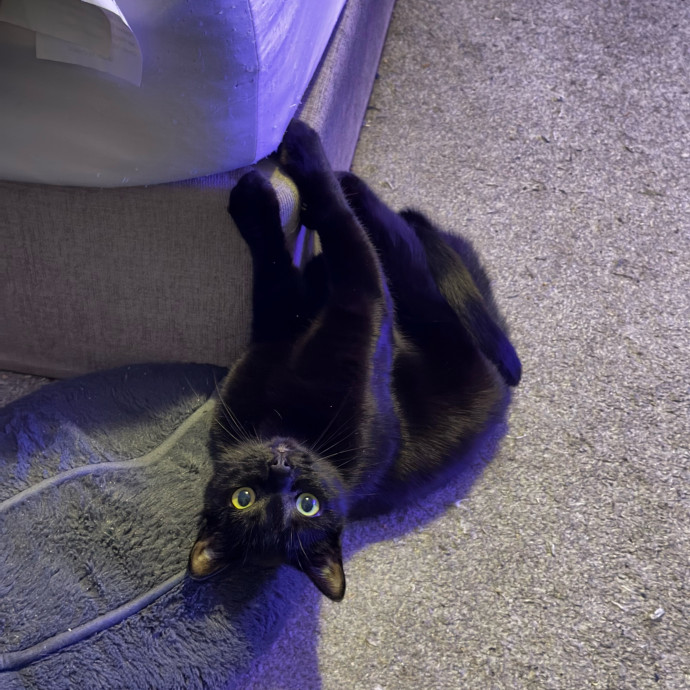 Grey's Sunny Spot Cat Sitting