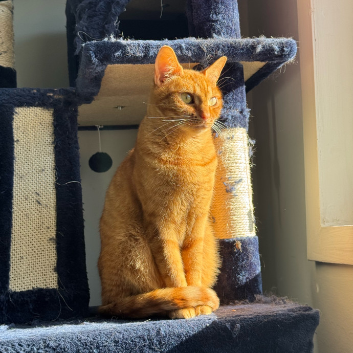 Grey's Sunny Spot Cat Sitting photo 2