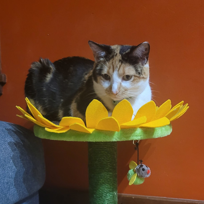 Kat B