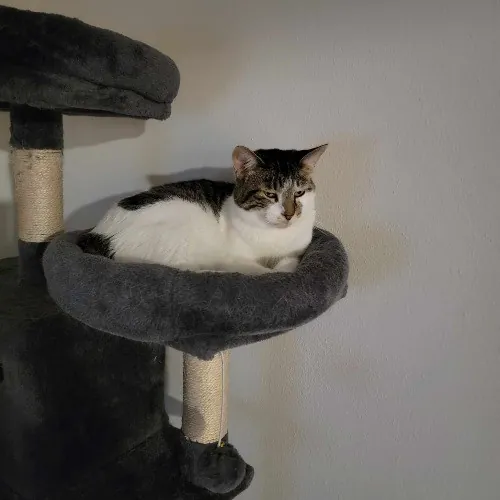 Purrrfections-Cat Sitting