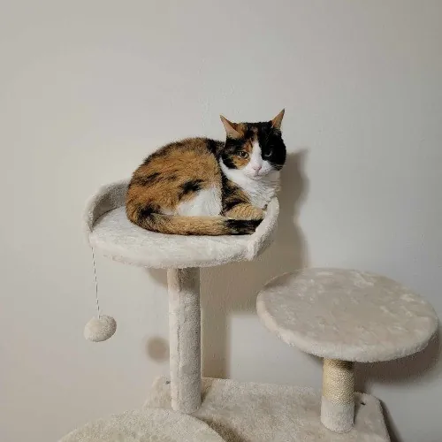 Purrrfections-Cat Sitting