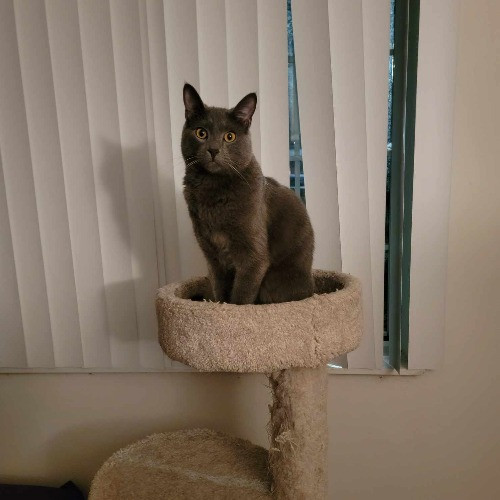 Purrrfections-Cat Sitting