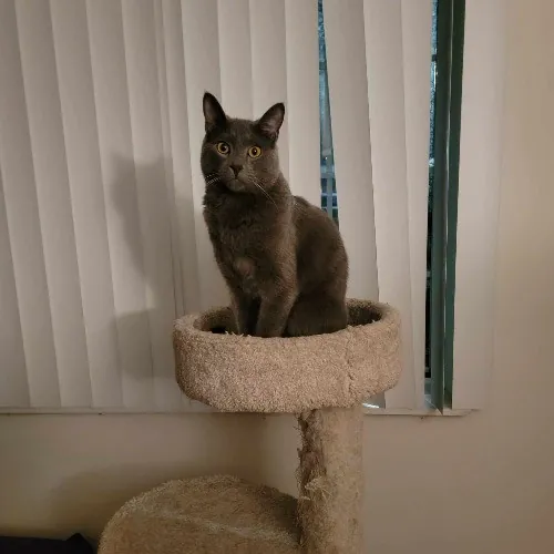 Purrrfections-Cat Sitting